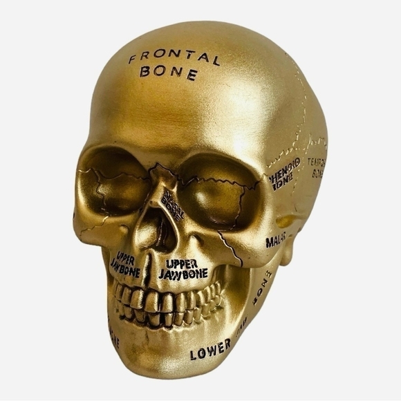 Paranormal Skull ASHLAND Gold Pentagram Map Skull Statue Halloween Witches Lair - Picture 3 of 7